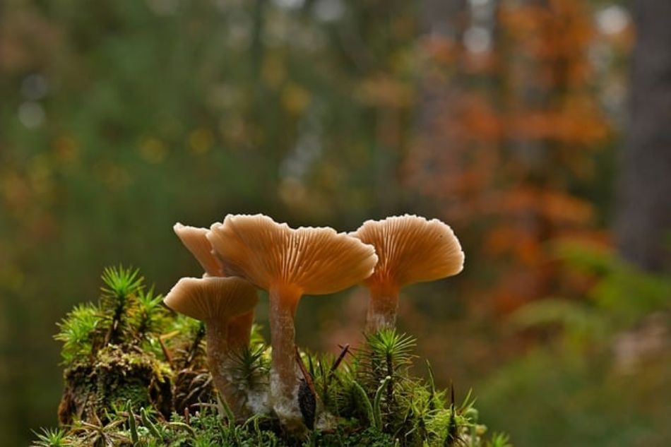 Natur und Pilze: Ein Vitaler Lebensraum